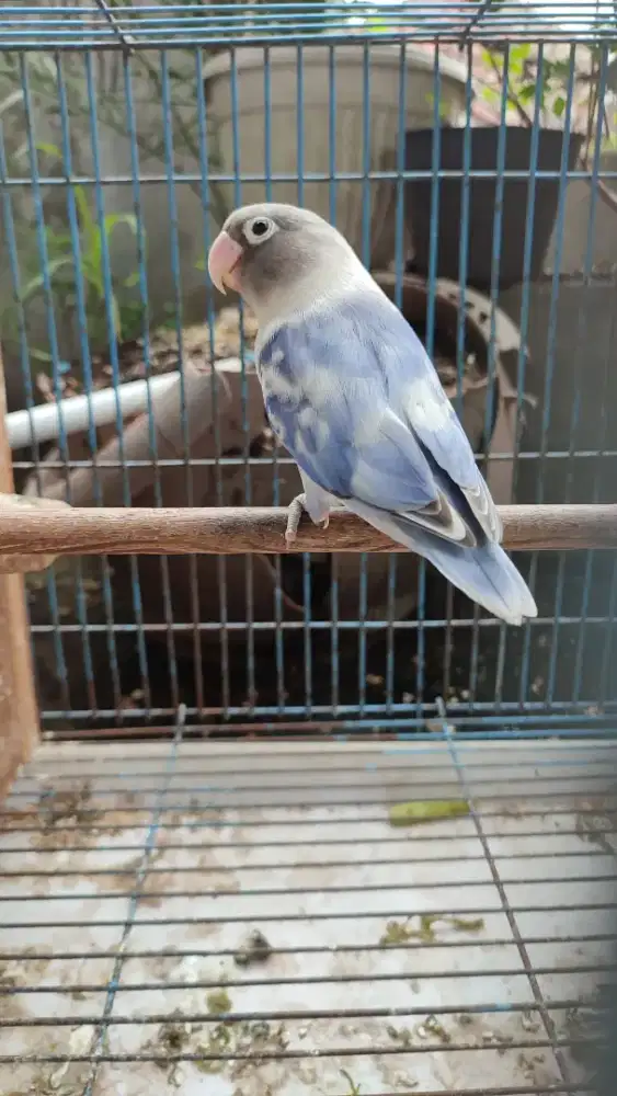 Lovebird  Blue Series Betina Dewasa