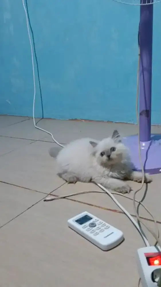 Kitten Persia Himalaya Longhair betina