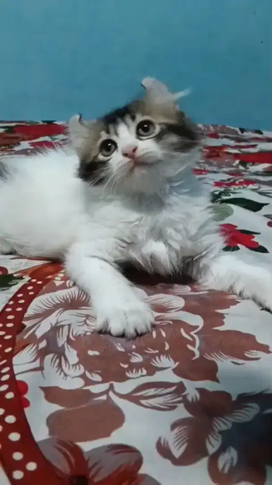 Kiteen Persia American Curly betina