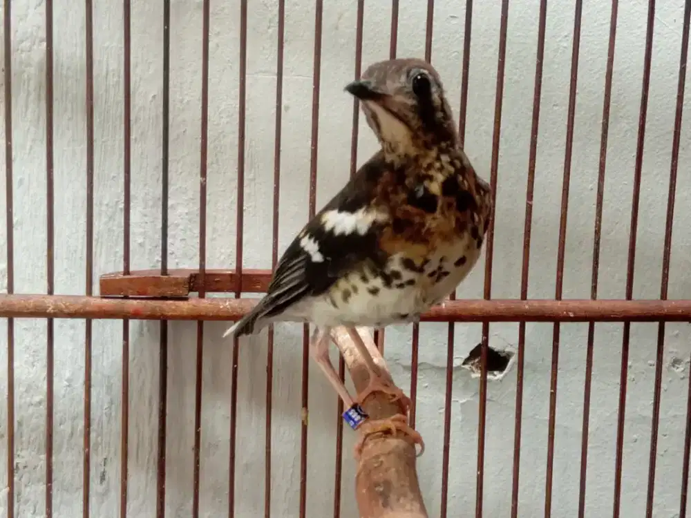 Anis kembang jantan muda rajin ngeplong