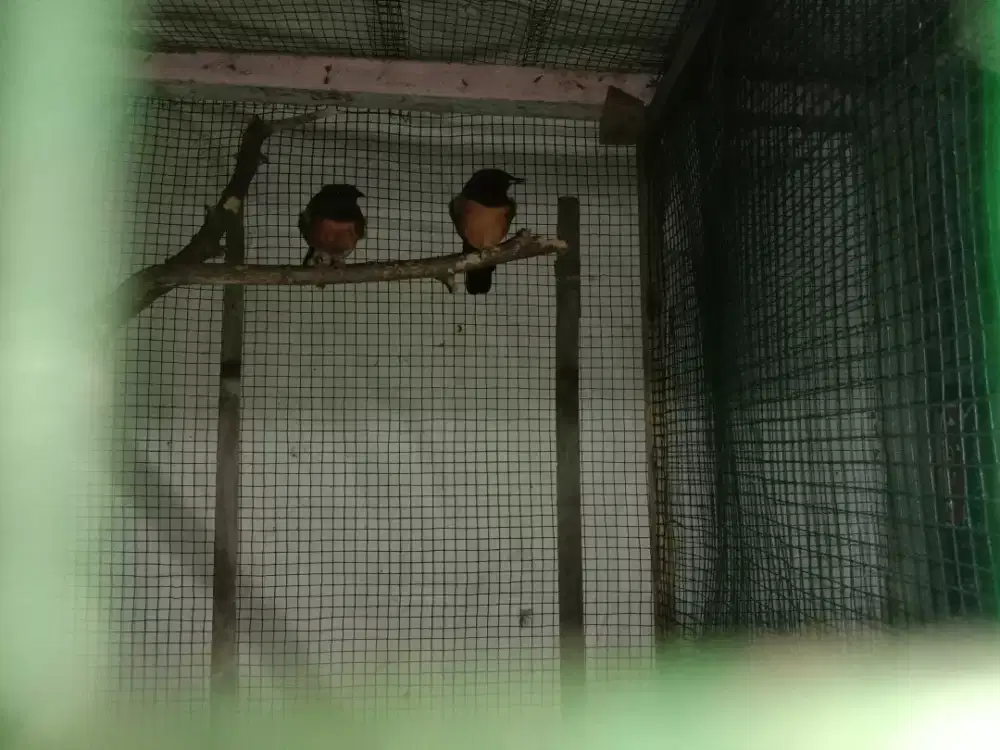 Burung murai batu sepasang