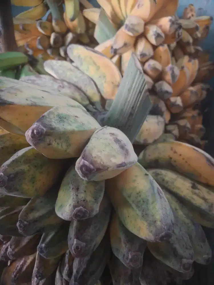 Piaang Kepok Raja Raja Nangka