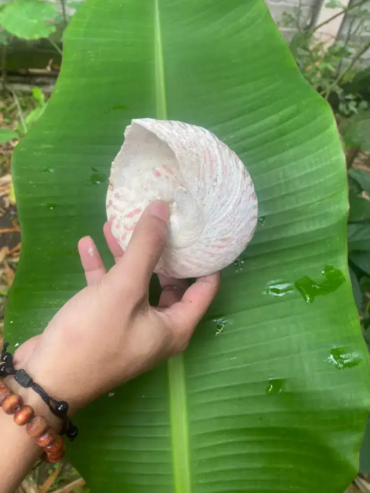 Keong hias untuk Yang Tau saja