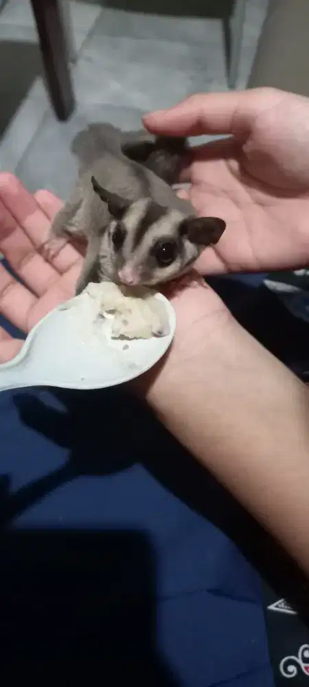 Sugar Glider joy