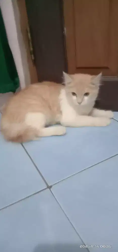 Kucing kitten Persia campuran