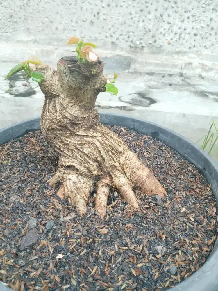 Bahan bonsai prospekan