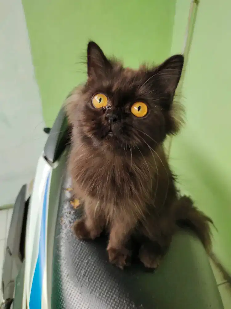 KUCING PERSIA JANTAN LONGHAIR 7 BULAN