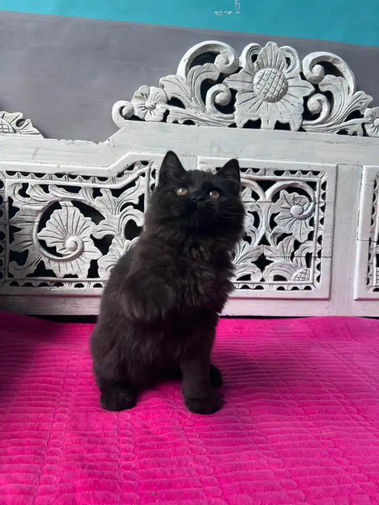 scottish straight longhair