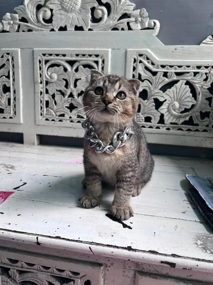kucing scottish fold