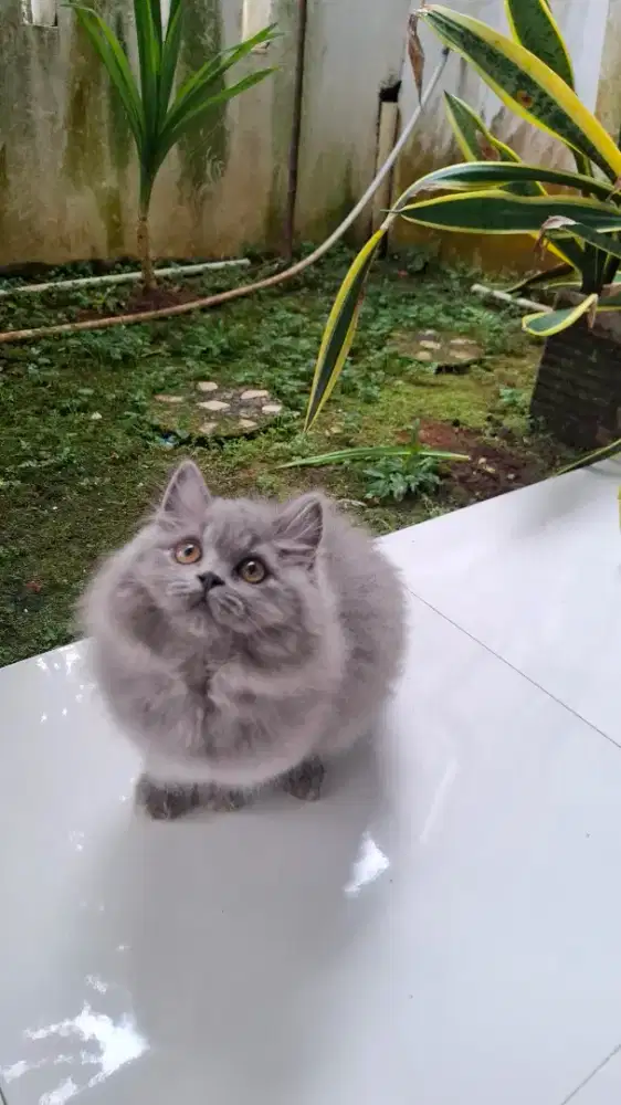 British longhair blue jantan 2,5 bulan parent ped wcf