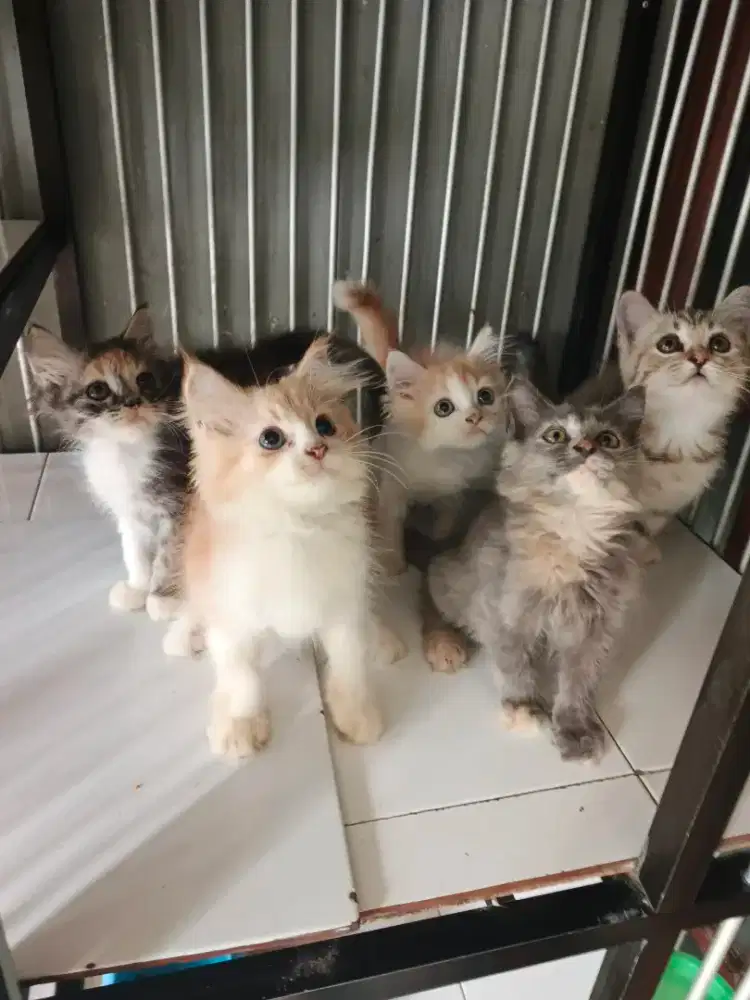 Persia jantan-betina 2,5 bulan