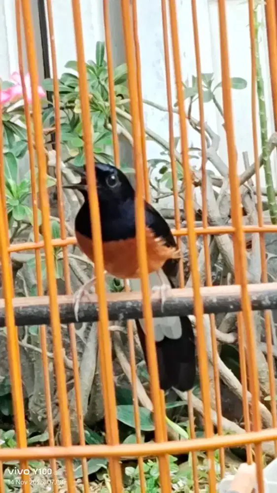 Murai batu hutan Dewasa