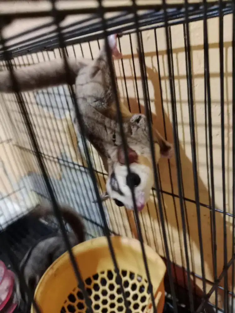 sugar glider jantan dan betina