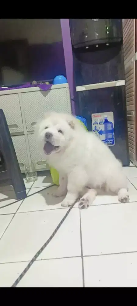 Chow2 betina ( Bandung)