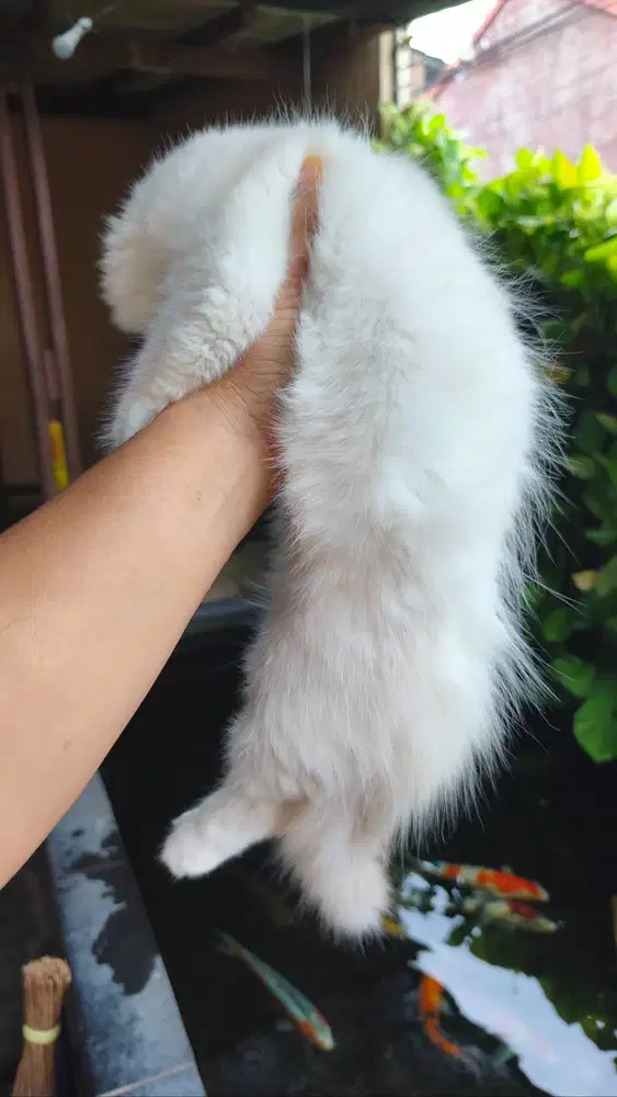 Kitten usia 3 bulan lebih