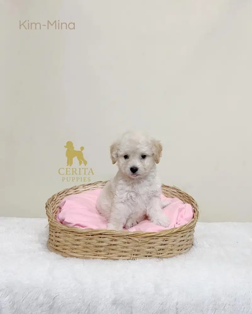 Jual Anak Anjing Poodle Stambum - Kim Mina