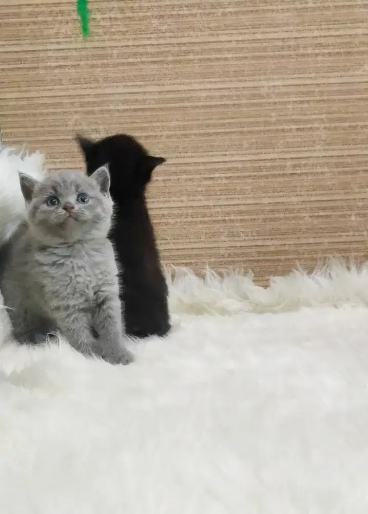 BSH munchkin NS kitten