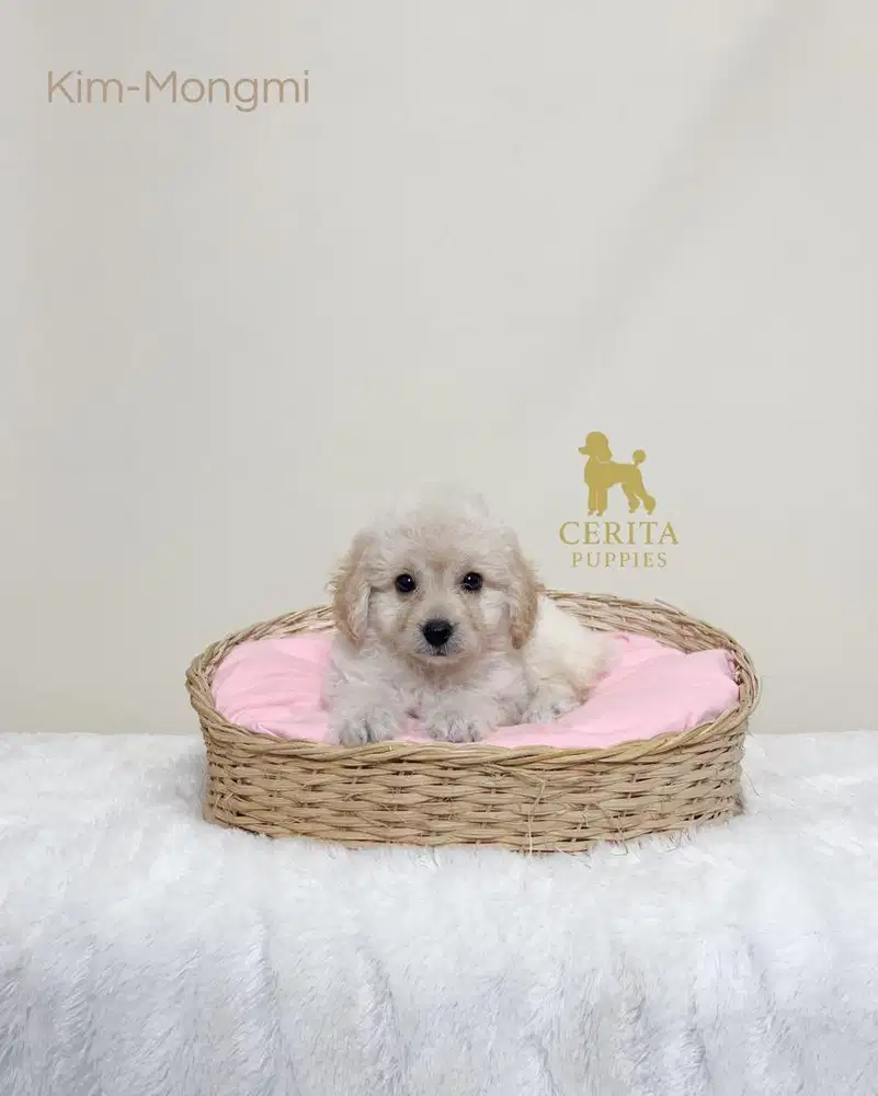 Jual Anak Anjing Poodle - Kim Mongmi