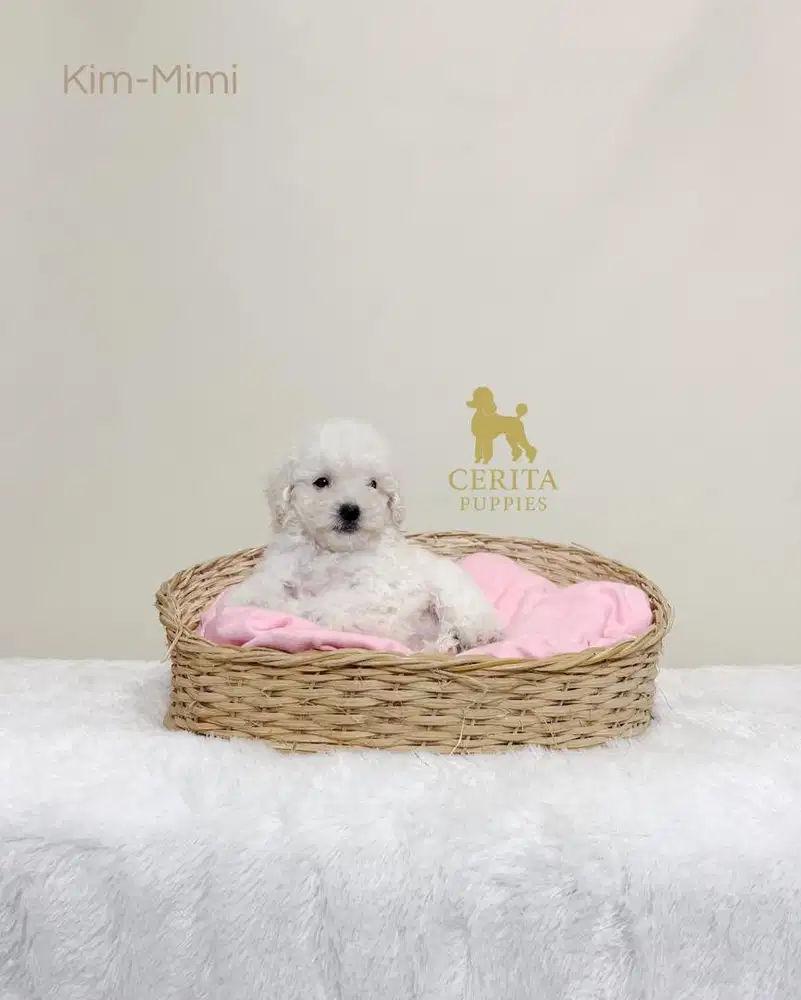 Jual Anak Anjing Poodle Stambum - Kim Mimi