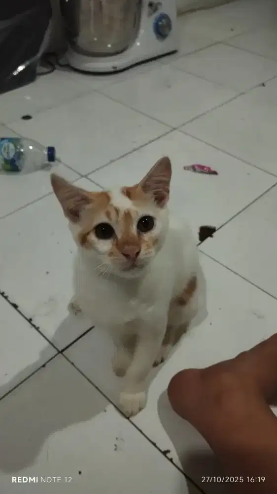 Free Adopsi Kucing keturunan persia x lokal 3 bulan