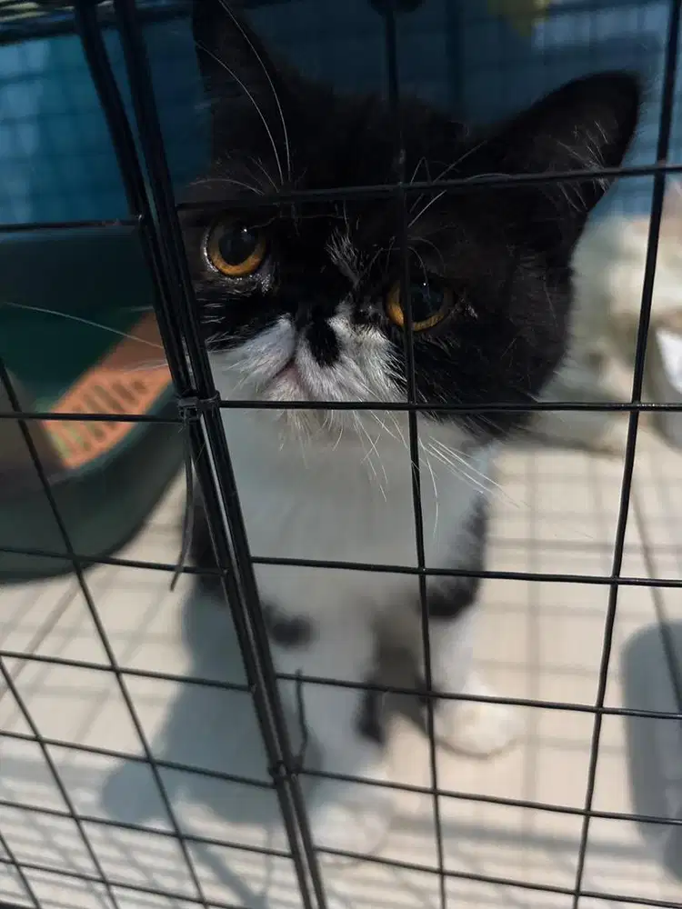 Peaknose Exotic Shorthair Black White