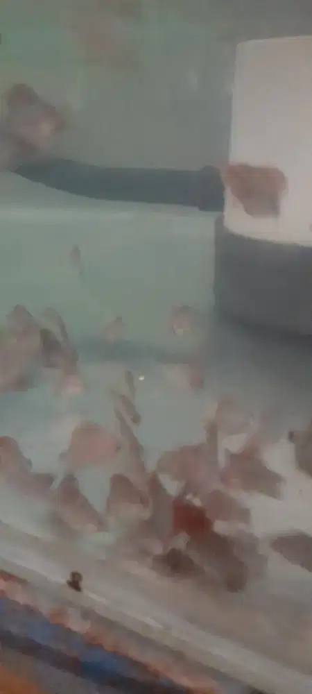 Ikan discus leopard buraya