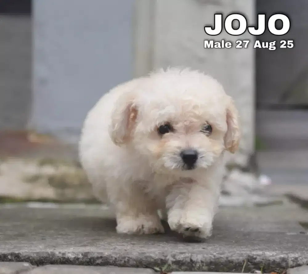 Poodle apricot jantan •JOJO•