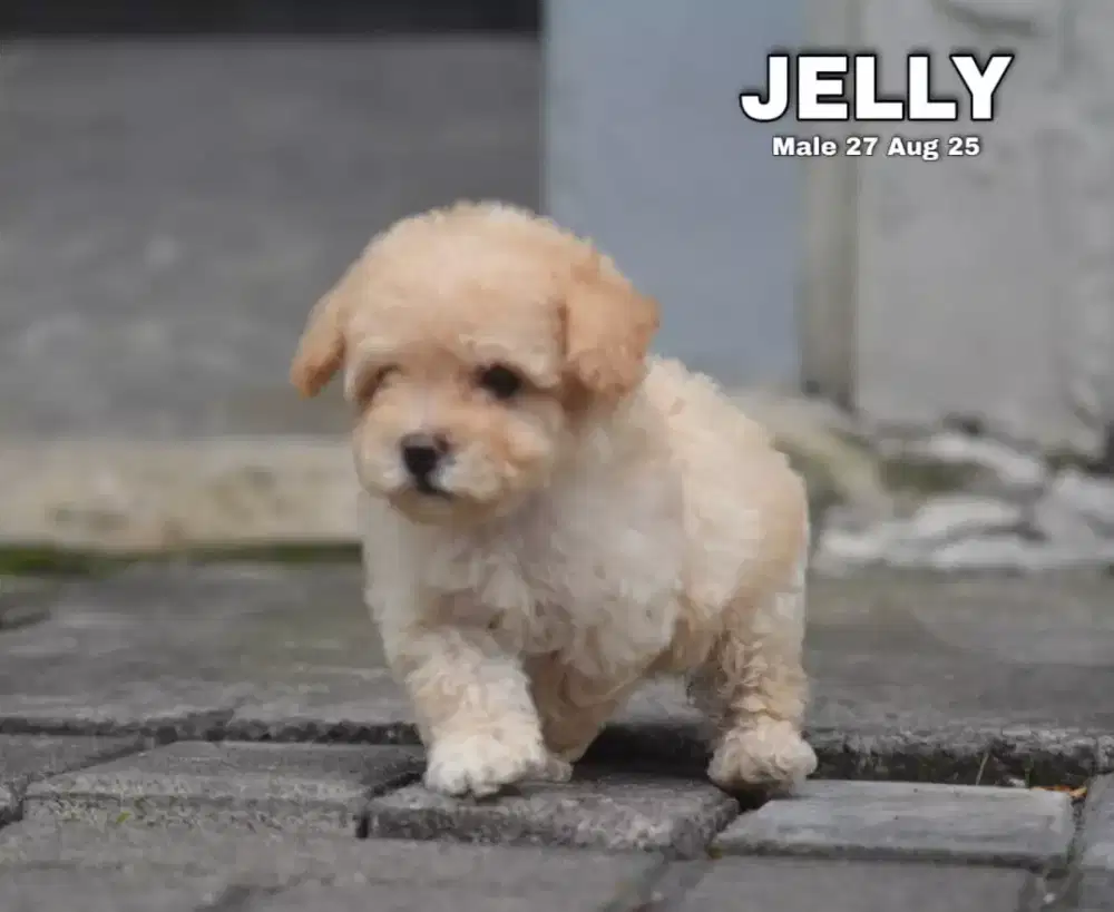Poodle apricot jantan •JELLY•
