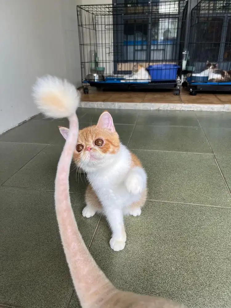 KUCING PERSIA EXO/PEAKNOSE