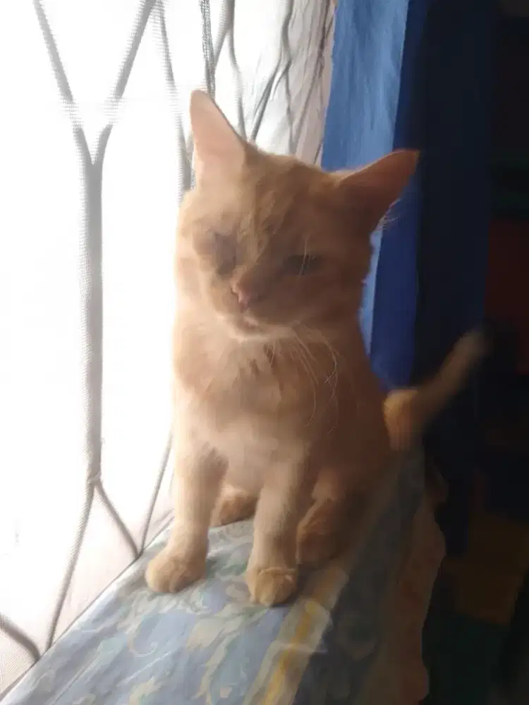 Kucing Persia Orange Jantan Tampan