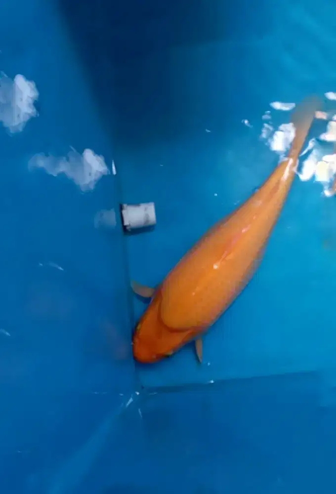 Koi Karashi 41cm Berpunuk breed Madina Aziz body tebal bulky HQ