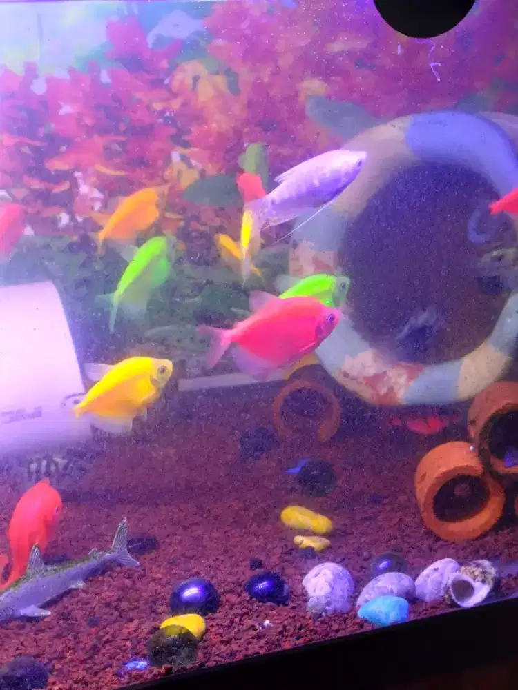 Jual borong 11 ikan glowfish indukan, 3 golden nilam bonus pelet