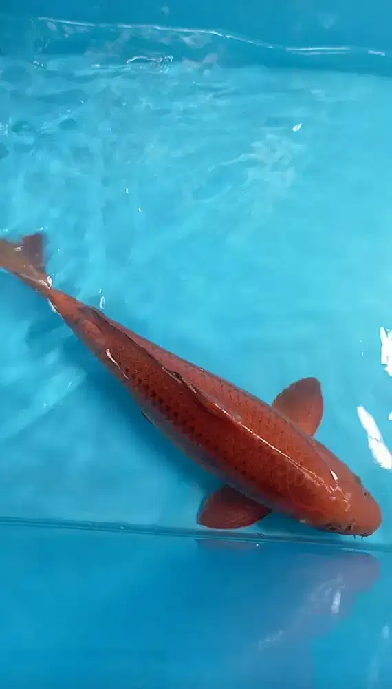 Koi Chagoi Tembaga 46cm MALE ring rapih body torpedo High Quality