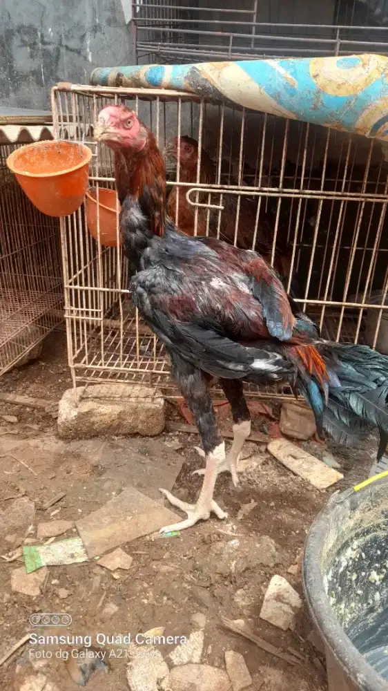 Jantan ayam aseel parot 5/6 bulan.