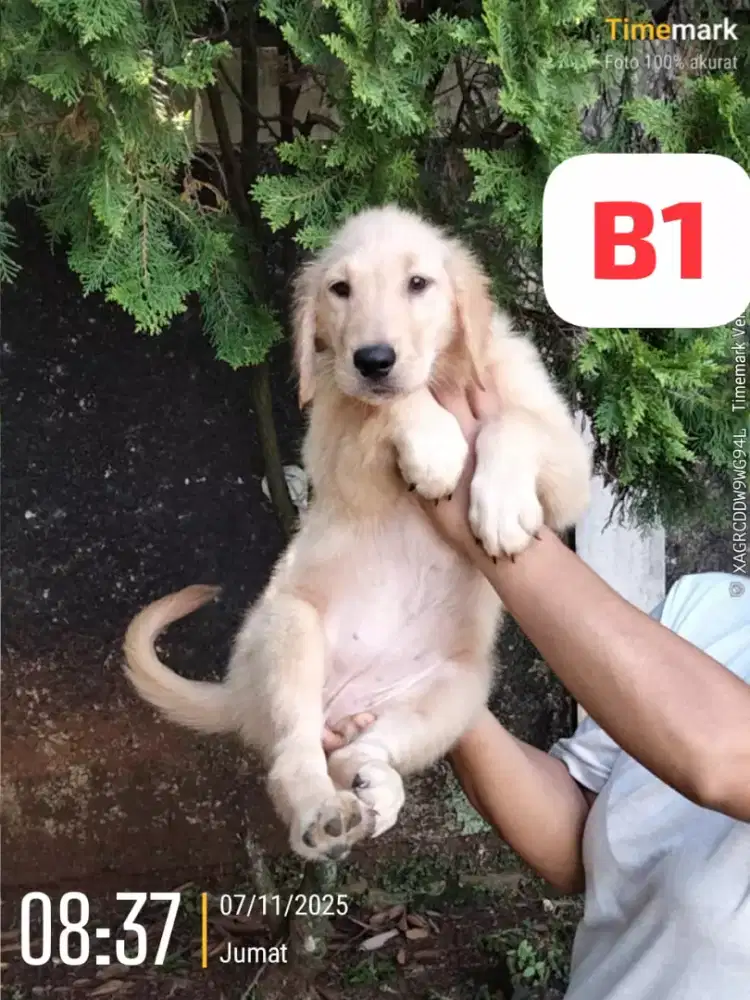 Pupies golden ( bojonggede bogor)