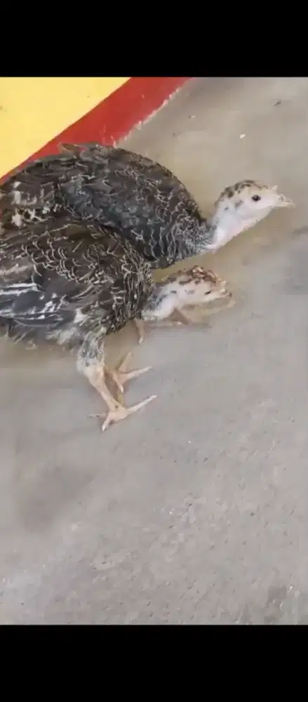 Kalkun sepasang usia 2 bulan lebih