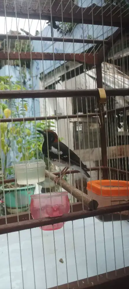 Anis kembang ring malang macet