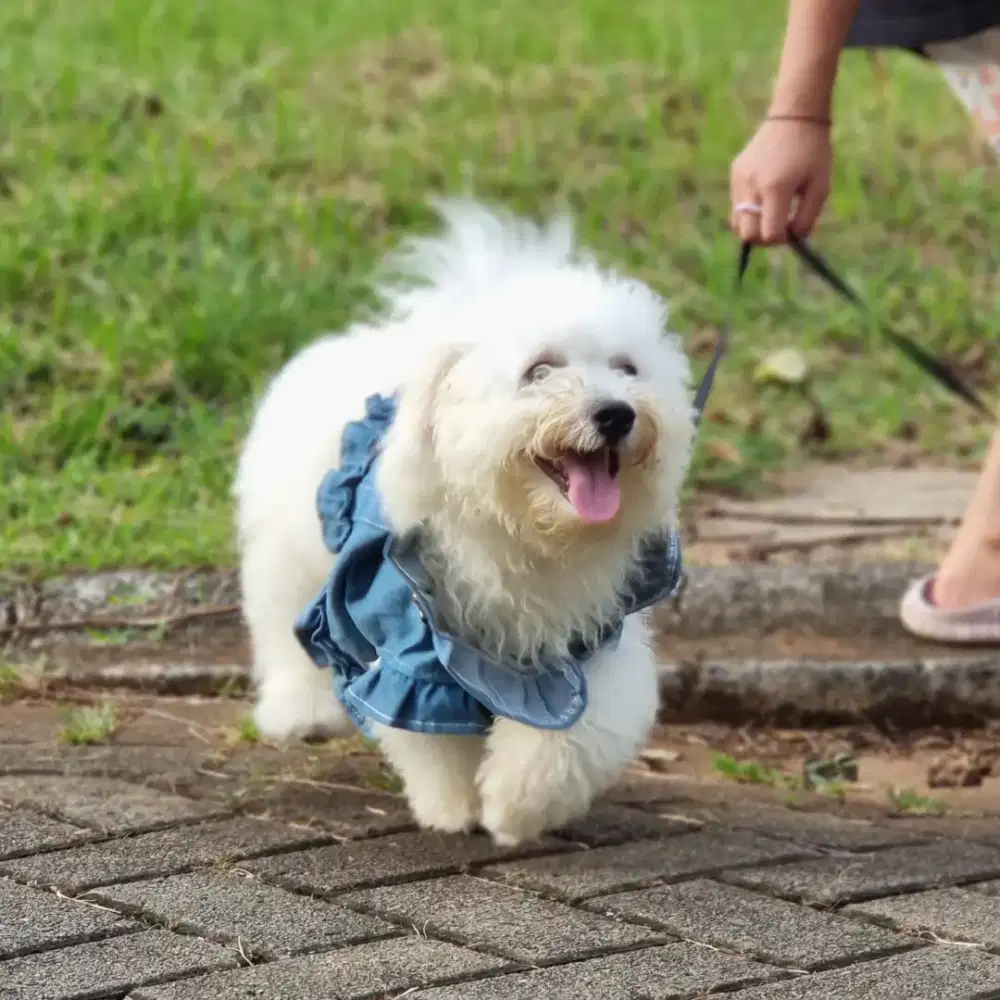 Bichon Male open pacak