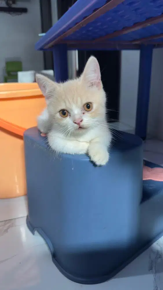 BSH munchkin straight