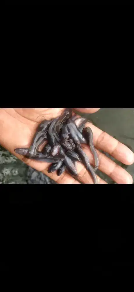 Bismillah. .
sentral bibit air tawar