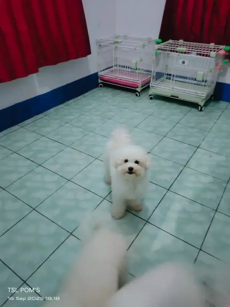 Bichon jantan dan betina