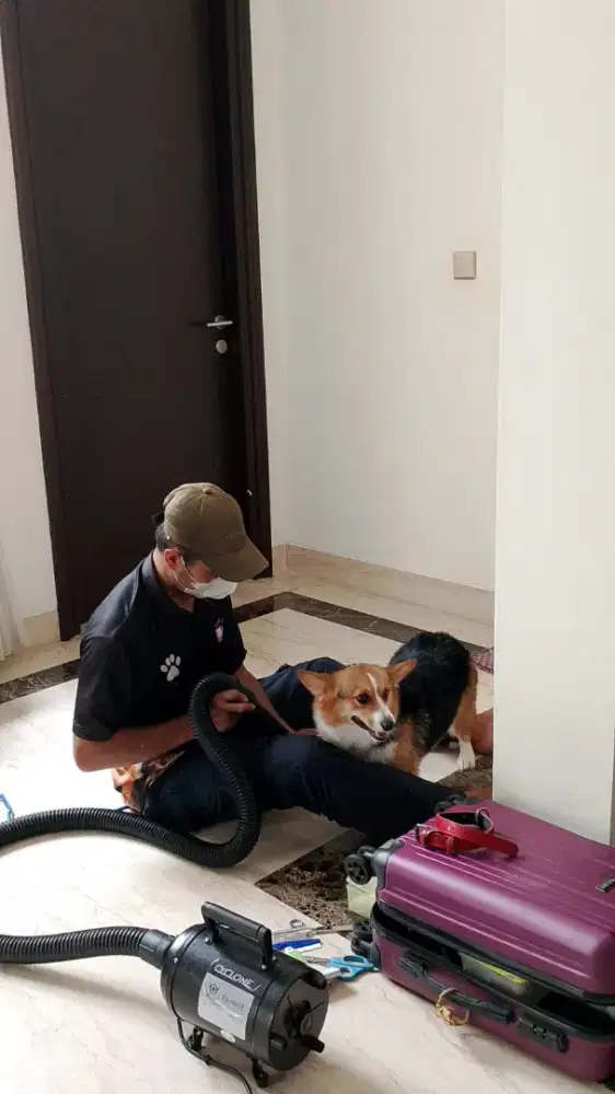 Grooming panggilan kerumah