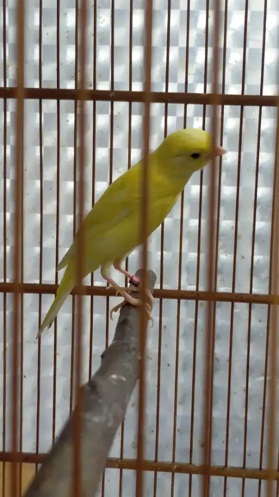 Burung kenari F1gbsf paud/anak jantan