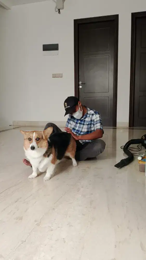 Grooming panggilan kerumah