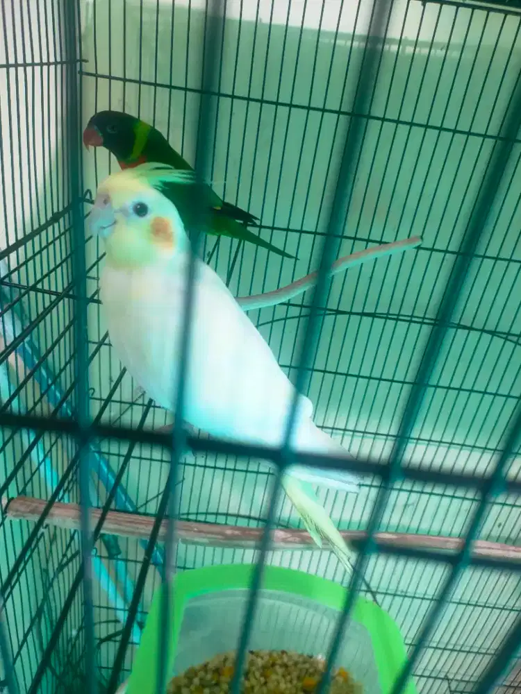 Burung falk lutino betina