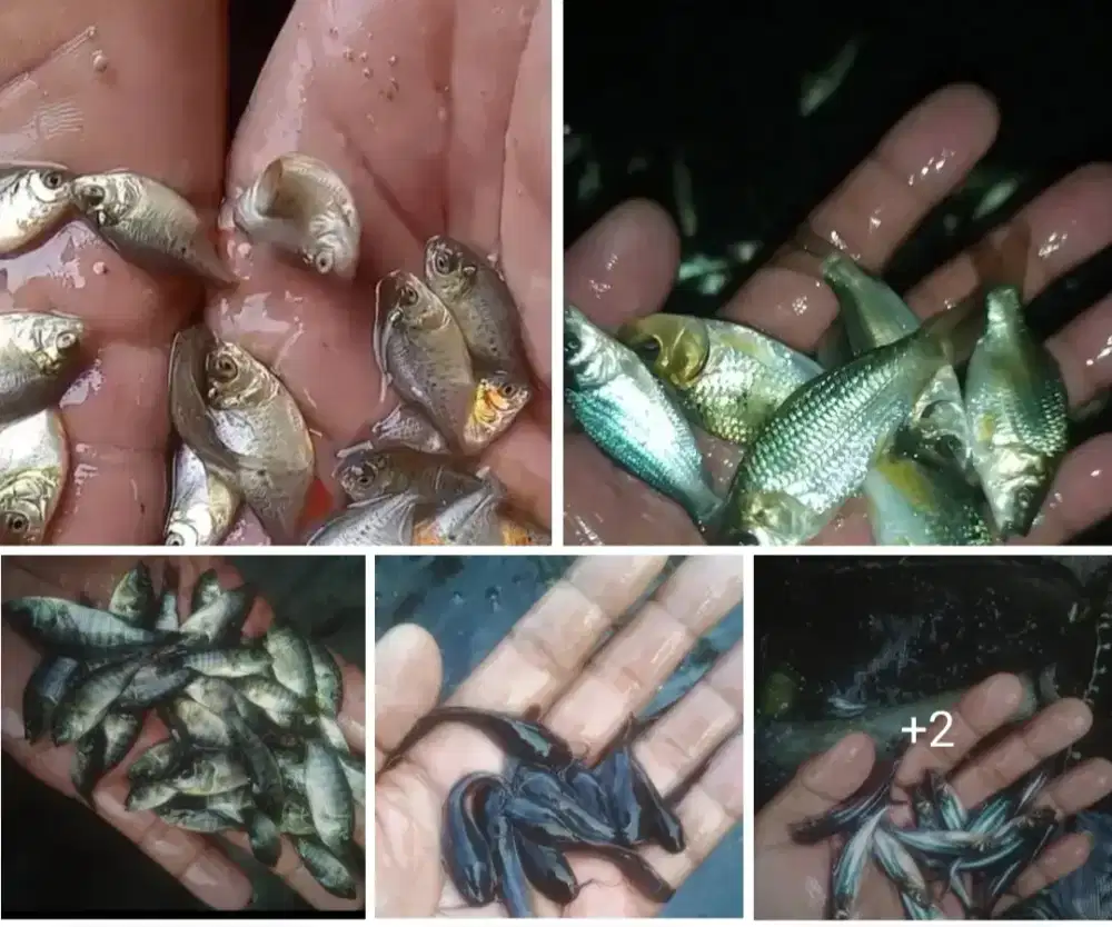 Bibit air tawar terpercaya