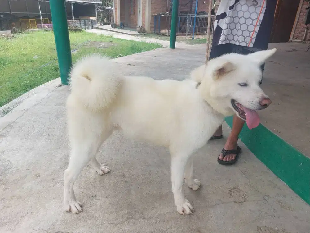 Anjing Akita Inu Jepang Jantan Stambum