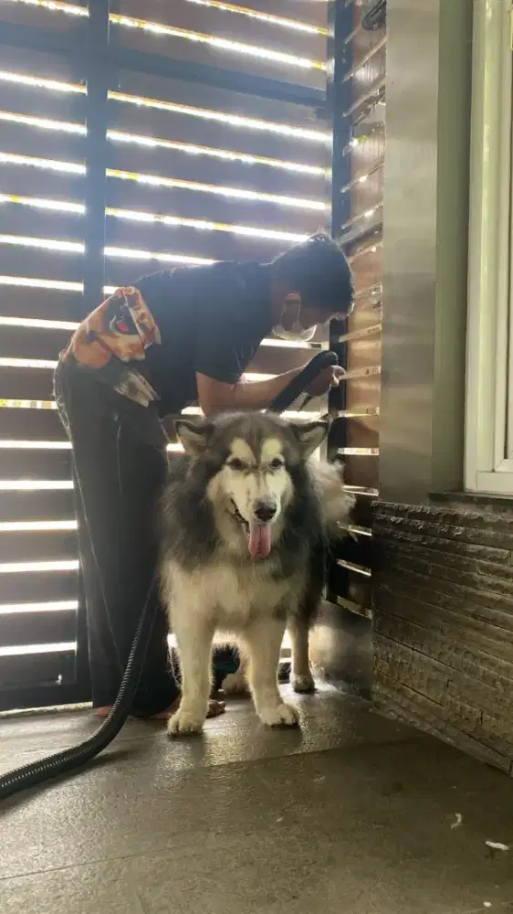 Grooming doggy panggilan kerumah