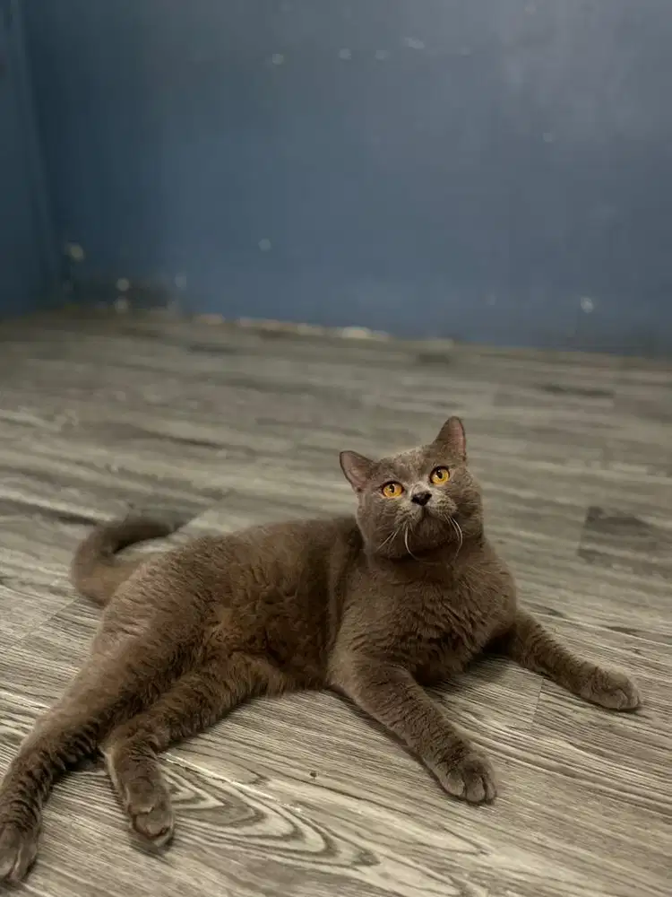 BSH Blue Solid Jantan