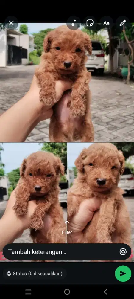 Puppy pure poodle